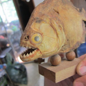 Taxidermy Piranha Mounted On A Wooden Base